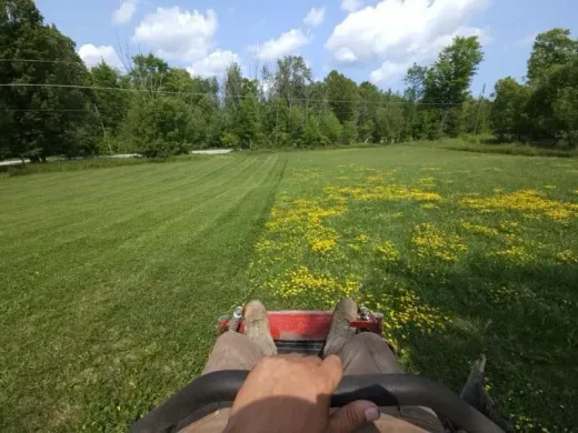 Professional Lawn Maintenance